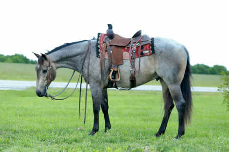 HorseID: 2247454 HR High Rollin Cat - PhotoID: 1089904