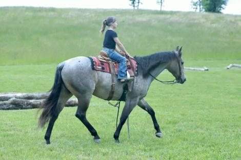 HorseID: 2247454 HR High Rollin Cat - PhotoID: 1089905