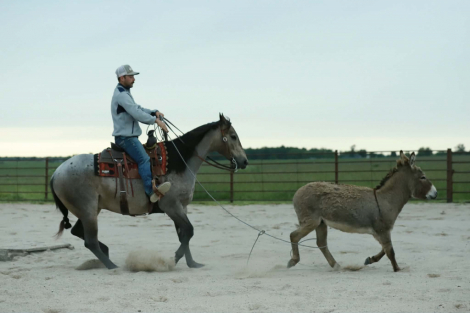 HorseID: 2247454 HR High Rollin Cat - PhotoID: 1089906