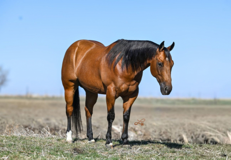 HorseID: 2247455 Reminics Access Code - PhotoID: 1028035