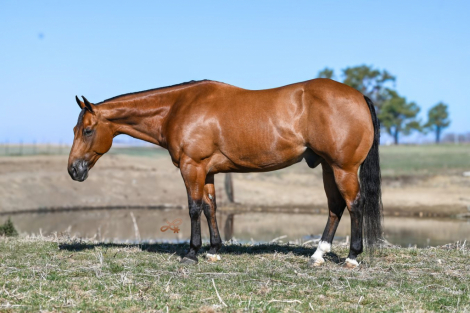 HorseID: 2247455 Reminics Access Code - PhotoID: 1045890