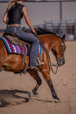 HorseID: 2247455 Reminics Access Code - PhotoID: 1045891
