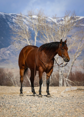 HorseID: 2247457 Made You Think - PhotoID: 1045874