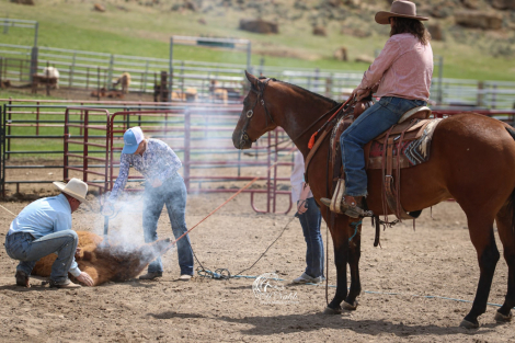 HorseID: 2247457 Made You Think - PhotoID: 1045875
