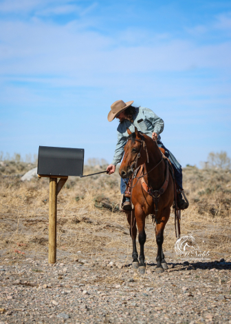 HorseID: 2247457 Made You Think - PhotoID: 1063944