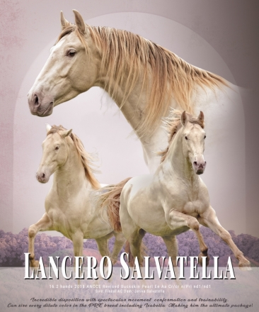 HorseID: 2248095 Lancero Salvatella - PhotoID: 1010935