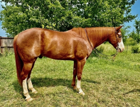 HorseID: 2248327 Winston - PhotoID: 1011481
