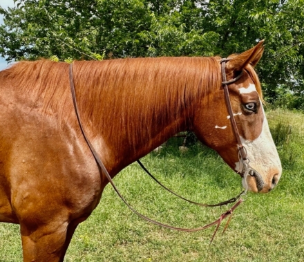 HorseID: 2248327 Winston - PhotoID: 1011483