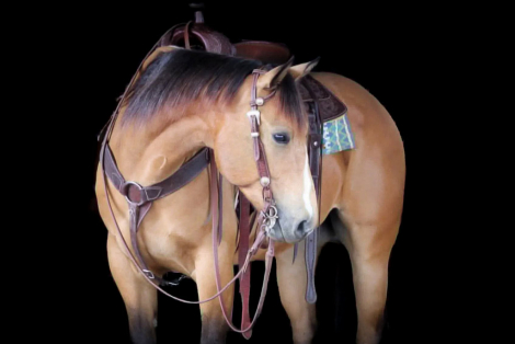 HorseID: 2249906 Bubbles - PhotoID: 1033499