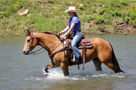 HorseID: 2249906 Bubbles - PhotoID: 1033500