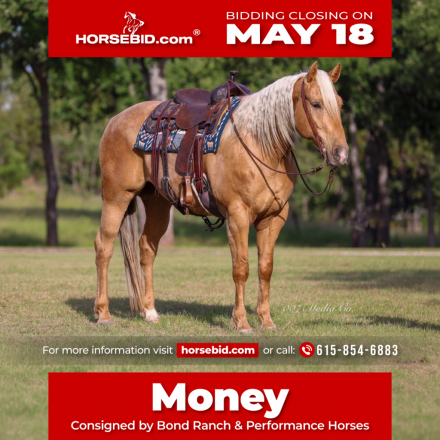HorseID: 2249907 Money Buck - PhotoID: 1045908