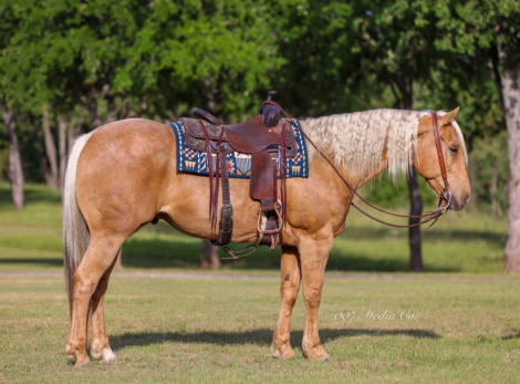 HorseID: 2249907 Money Buck - PhotoID: 1045909