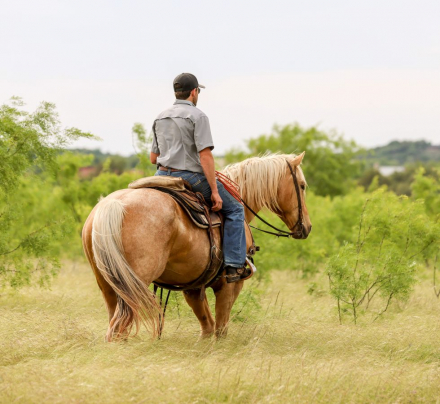 HorseID: 2249907 Money Buck - PhotoID: 1081214