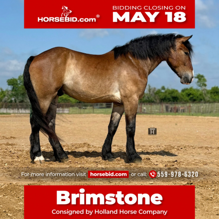 HorseID: 2249908 Brimstone - PhotoID: 1028770
