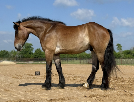 HorseID: 2249908 Brimstone - PhotoID: 1045877