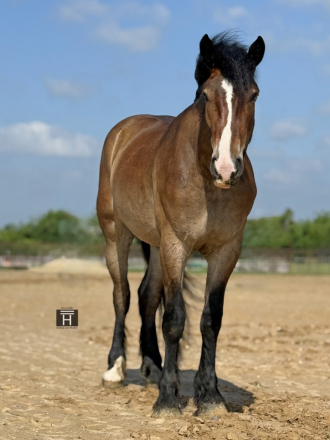HorseID: 2249908 Brimstone - PhotoID: 1077837