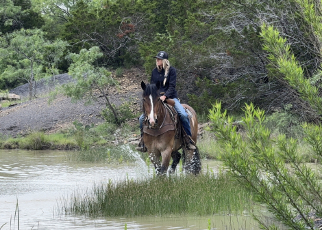 HorseID: 2249908 Brimstone - PhotoID: 1077838