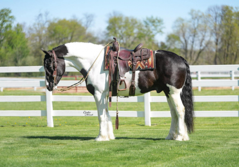 HorseID: 2249911 Jasper - PhotoID: 1089897