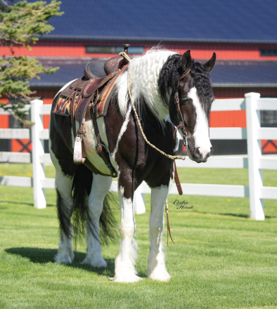 HorseID: 2249911 Jasper - PhotoID: 1089898