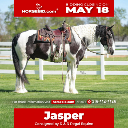 HorseID: 2249911 Jasper - PhotoID: 1045896