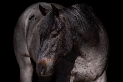 HorseID: 2253891 TENS BLUE TWO - PhotoID: 1029665