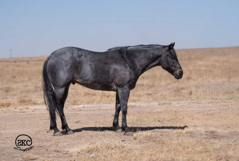 HorseID: 2253891 TENS BLUE TWO - PhotoID: 1036051