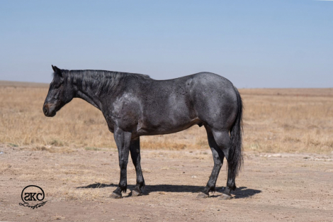 HorseID: 2253891 TENS BLUE TWO - PhotoID: 1036052