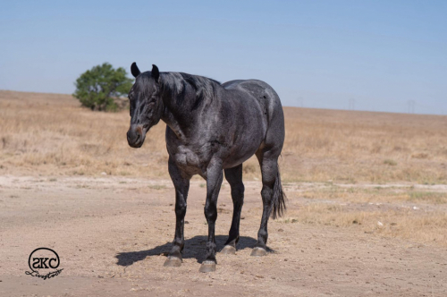 HorseID: 2253891 TENS BLUE TWO - PhotoID: 1036053
