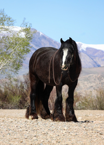 HorseID: 2253893 Sprinkles - PhotoID: 1045915