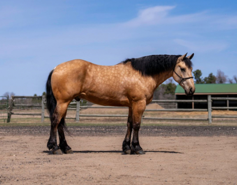 HorseID: 2253894 Santee Ginger - PhotoID: 1042230