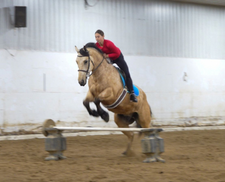 HorseID: 2253894 Santee Ginger - PhotoID: 1042232