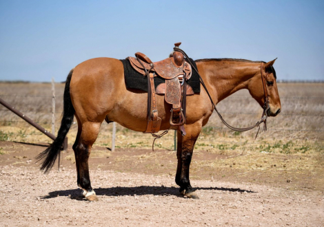 HorseID: 2253895 Magic Cat RB - PhotoID: 1045912