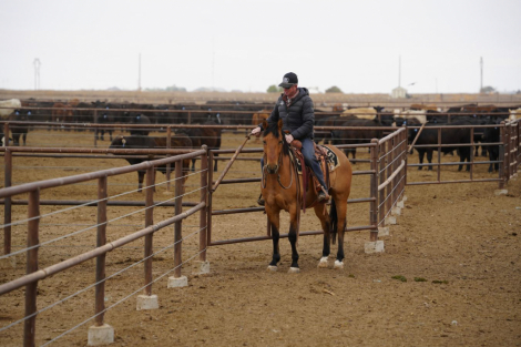 HorseID: 2253895 Magic Cat RB - PhotoID: 1045914