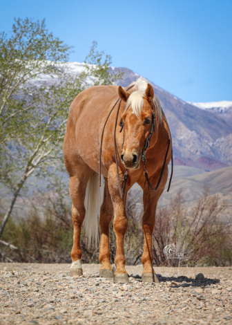 HorseID: 2260686 Dudes Gold Charm - PhotoID: 1087043