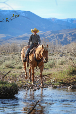 HorseID: 2260686 Dudes Gold Charm - PhotoID: 1087044