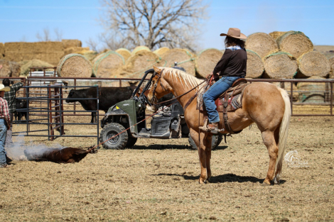 HorseID: 2260686 Dudes Gold Charm - PhotoID: 1087045