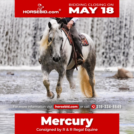 HorseID: 2260687 Mercury - PhotoID: 1036982