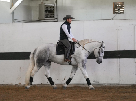 HorseID: 2260687 Mercury - PhotoID: 1045918