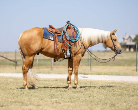 HorseID: 2260688 Mob Ties - PhotoID: 1042241