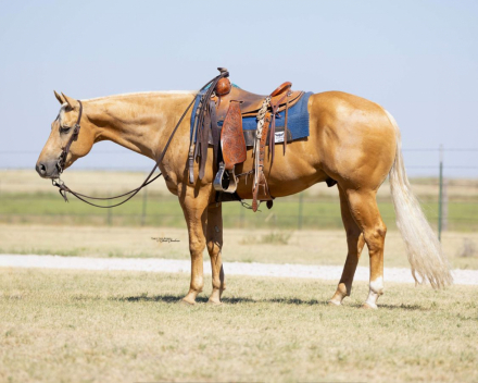HorseID: 2260688 Mob Ties - PhotoID: 1042242