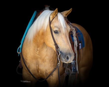 HorseID: 2260688 Mob Ties - PhotoID: 1042243