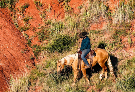 HorseID: 2260688 Mob Ties - PhotoID: 1042244
