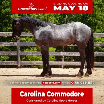 HorseID: 2260689 Carolina Commodore - PhotoID: 1028024