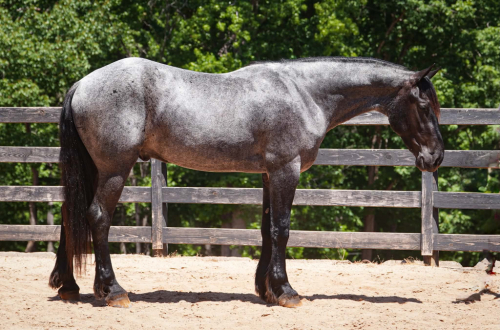 HorseID: 2260689 Carolina Commodore - PhotoID: 1028025