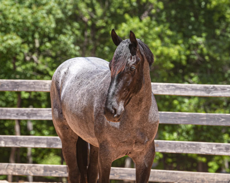 HorseID: 2260689 Carolina Commodore - PhotoID: 1028026