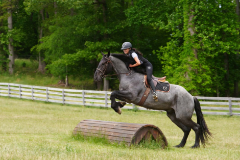 HorseID: 2260689 Carolina Commodore - PhotoID: 1028027