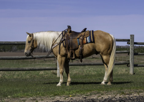 HorseID: 2261708 Doc Audie - PhotoID: 1029642