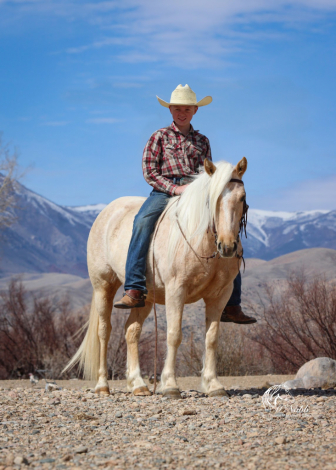 HorseID: 2262623 Marshmallow - PhotoID: 1036987