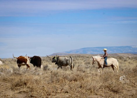 HorseID: 2262623 Marshmallow - PhotoID: 1036988