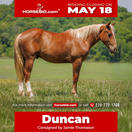 HorseID: 2262624 Duncan - PhotoID: 1031019